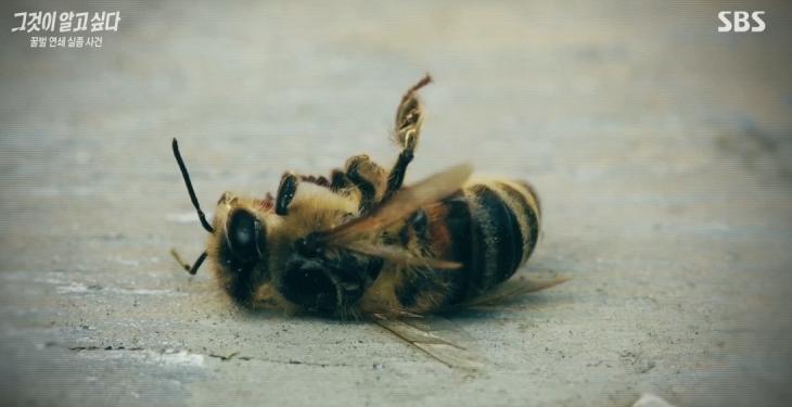 꿀벌이 사라지는 원인과 문제점 그리고 우리의 대처방안