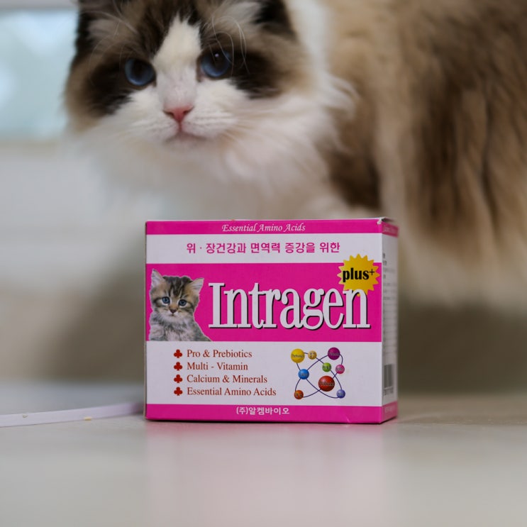 고양이 유산균 인트라젠, 묽은변 쉽게 잡는 설사약 영양제