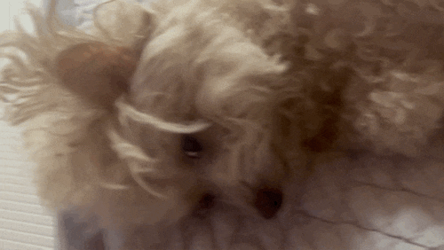 귀여운 강아지 토이푸들 뽀야 움짤 모음