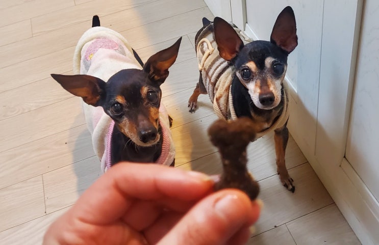 곤충단백질이 함유된 무항생제 맛있는 수제간식 ,펫리셔스 동애등에 미니쿠키 곤충단백질이 함유된 무항생제 맛있는 수제간식 ,펫리셔스 동애등에 미니쿠키