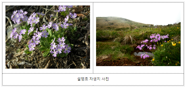 한반도 특산식물 설앵초, 온난화 조건에 강한 적응력 보여 한반도 특산식물 설앵초, 온난화 조건에 강한 적응력 보여