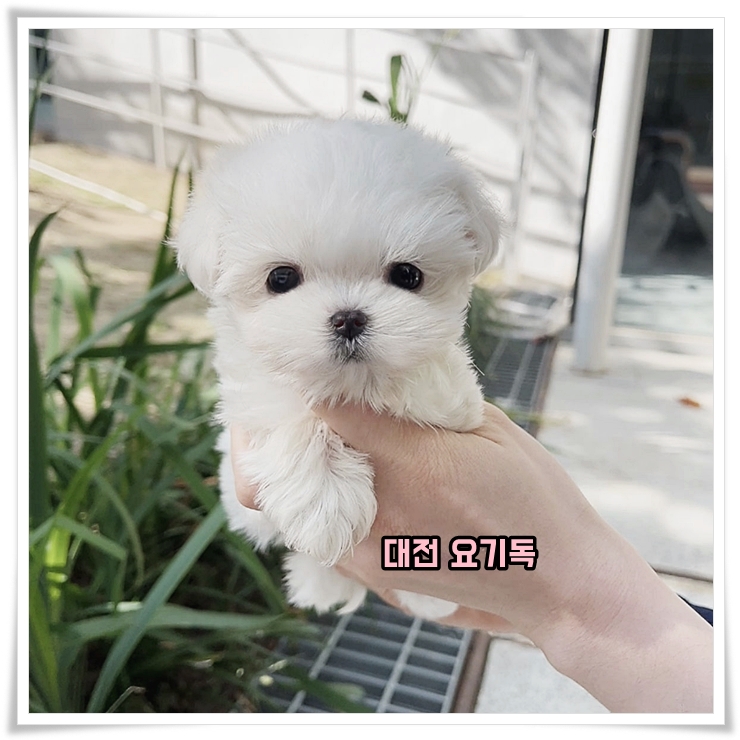  논산애견분양 체계적으로