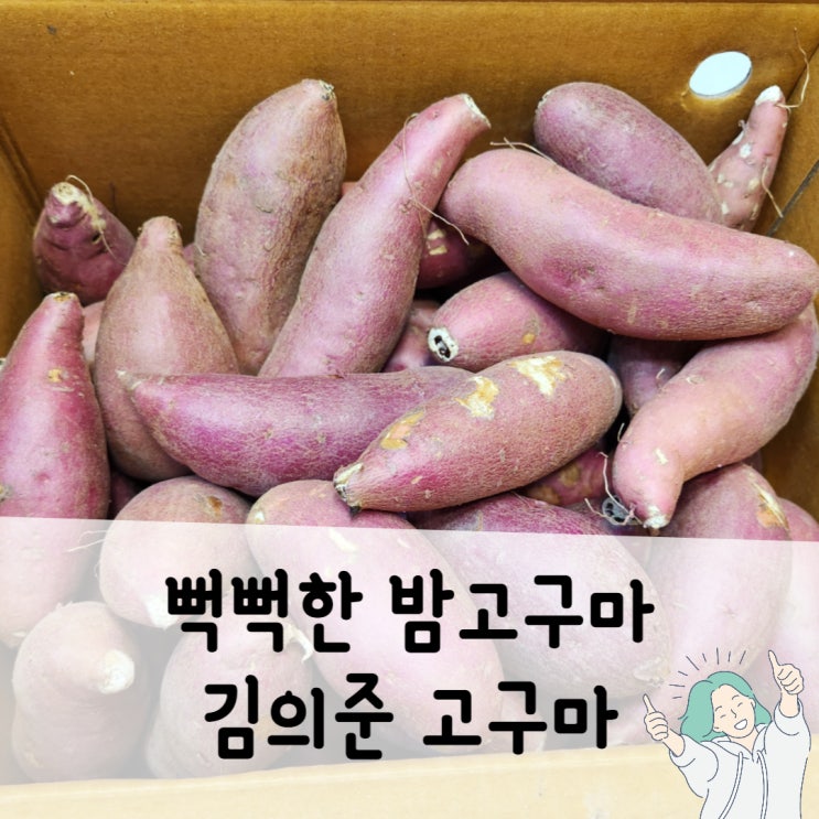  퍽퍽한 밤고구마 좋아하는 사람은 김의준고구마