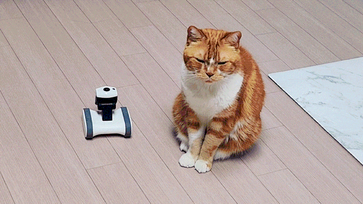  펫캠 추천 앱 연동되고 움직이는 고양이 강아지 CCTV 앱봇 라일리