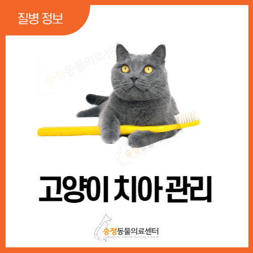  고양이치아 관리 방법 4가지(경기 광주, 성남, 분당 고양이 스케일링, 발치 고양이병원)
