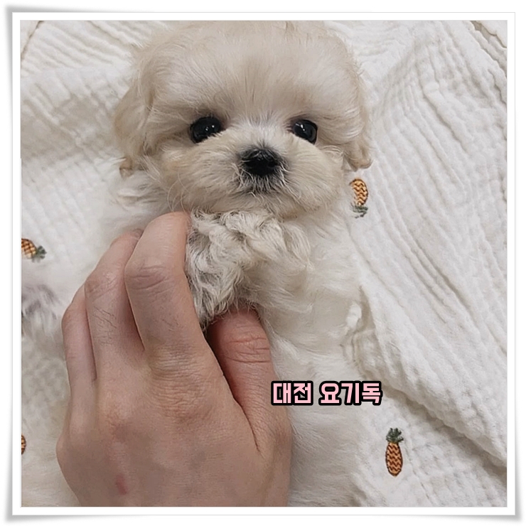  영동강아지분양 대해서 이야기를