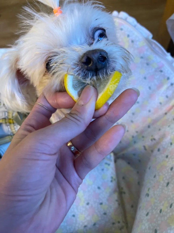 강아지 레몬 먹어도 되나요? 자극적이에요.