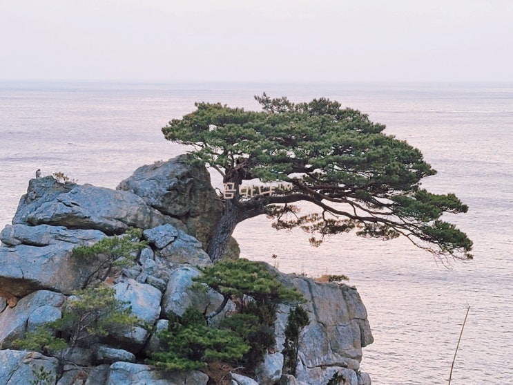  양양여행/양양볼거리 하조대 애국가소나무(애국송), 하조대등대