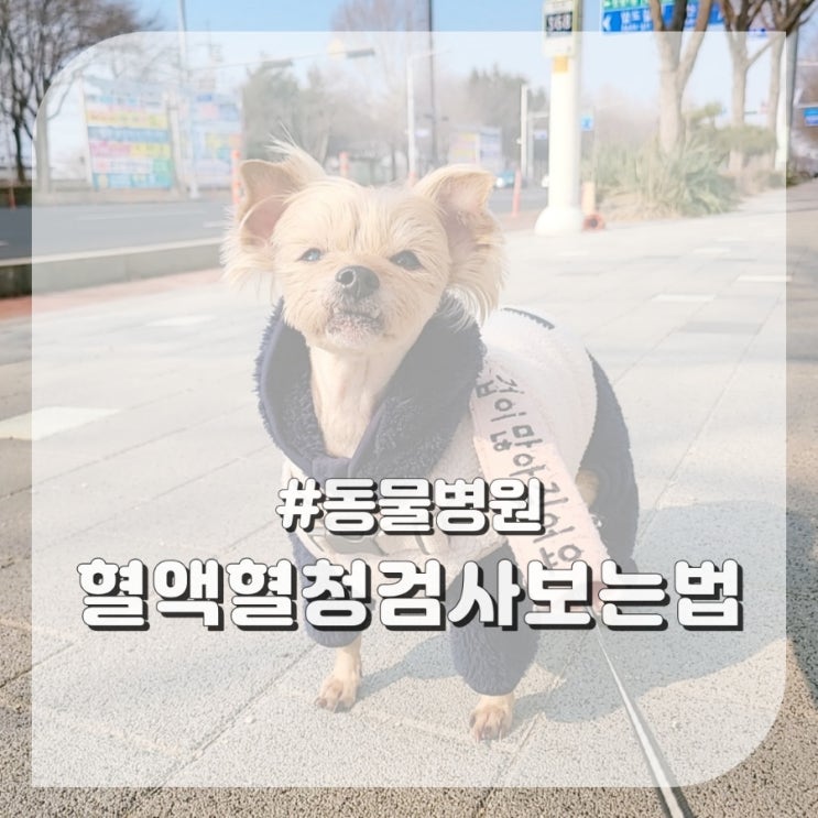  동물병원 강아지 혈액혈청검사 보는 법