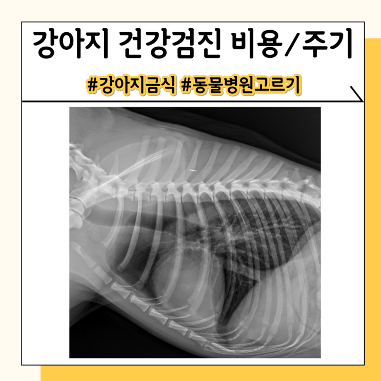 강아지 종합검진 비용 건강검진 금식 주기 강아지 종합검진 비용 건강검진 금식 주기