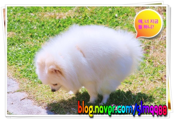  강아지가 응가하기 전 빙글빙글 도는 이유는?