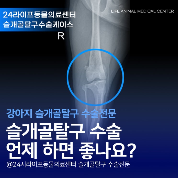 대구 슬개골탈구 수술 : 강아지 슬개골탈구수술은 언제하면 좋을까요?