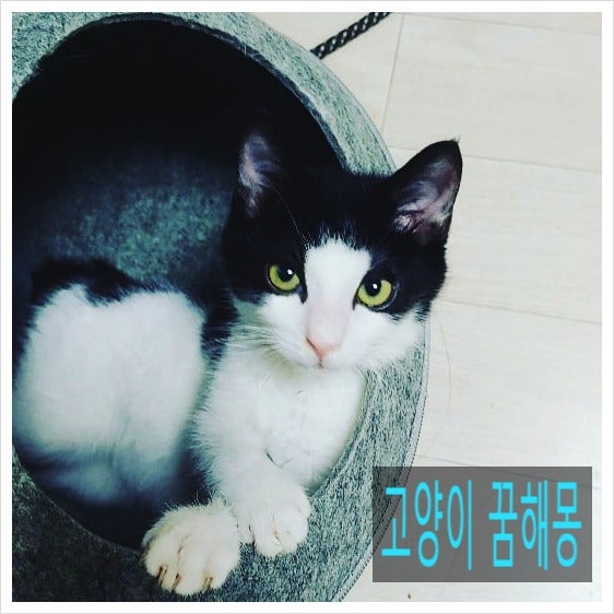 70가지 고양이 꿈해몽