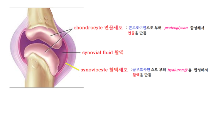 무릎관절에 좋은 음식보다 중요한 ‘이것’, 확인 안 하실 건가요? 무릎관절에 좋은 음식보다 중요한 ‘이것’, 확인 안 하실 건가요?