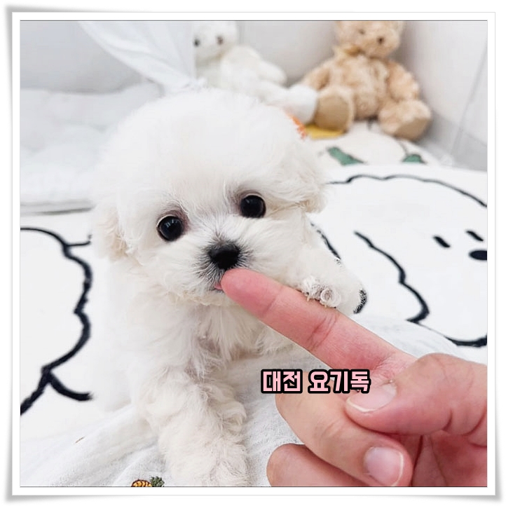  대전푸들분양 예약을 하고
