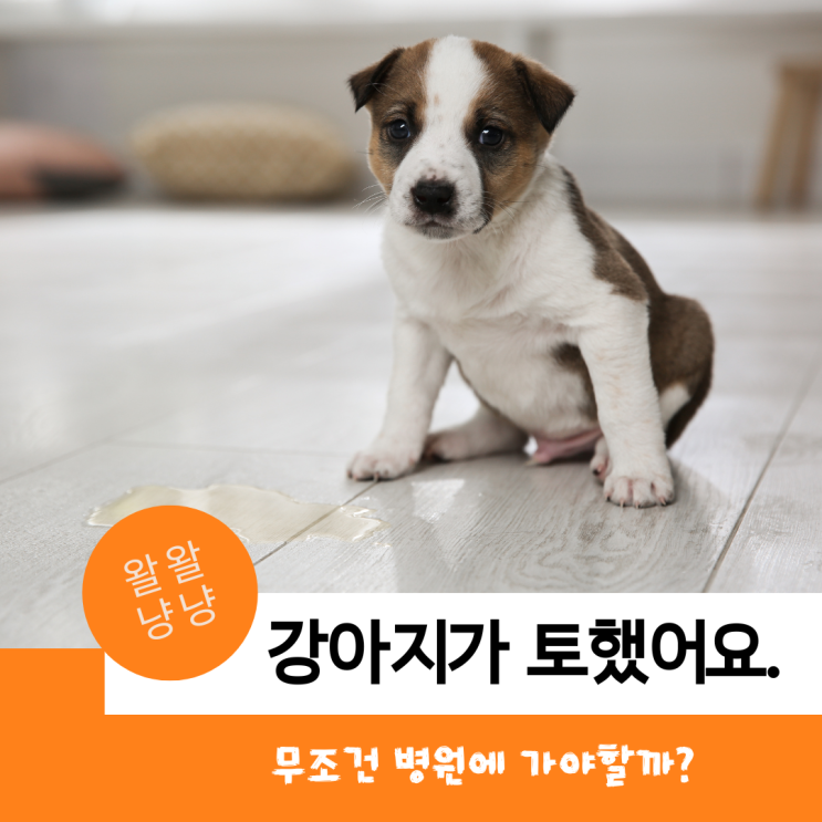  강아지 구토! 병원에 가야 할까? 토사물을 확인해 주세요.