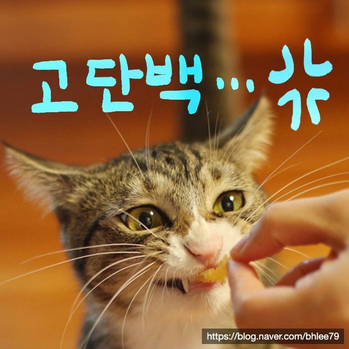  고양이 고단백과 간수치(a.k.a 생식보다 더한 너의 이름은 황태)