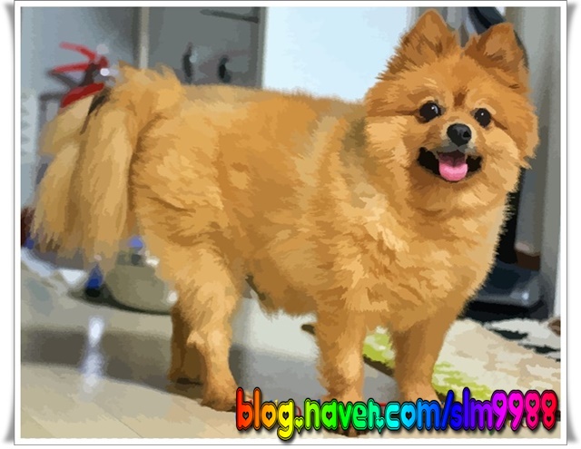  한집에 살고있는 꾸미랑 나랑