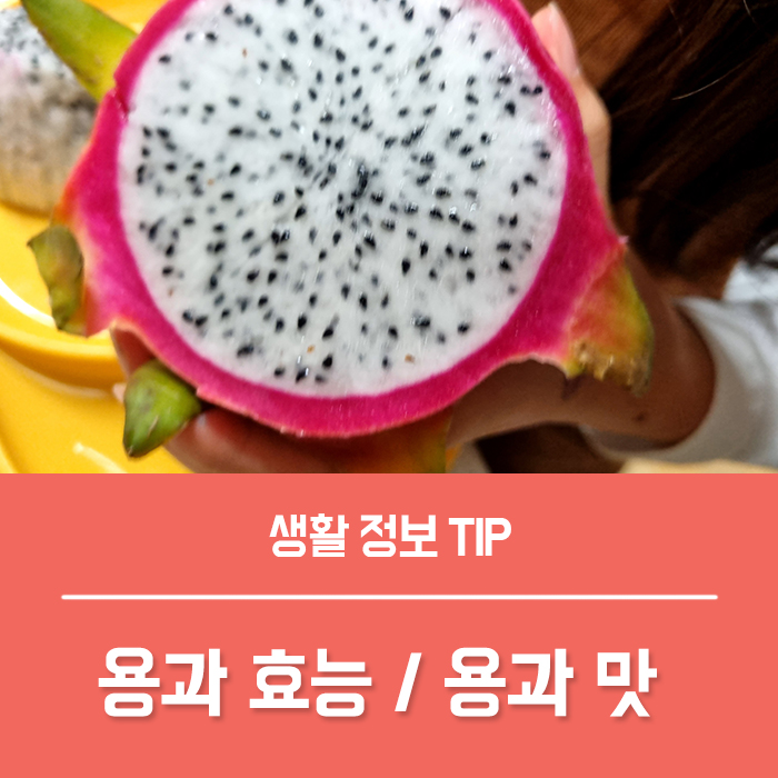  용과 효능 부작용은? 용과 칼로리 영양성분, 용과 맛 손질법 자르는법 맛있게 먹는법 총정리!
