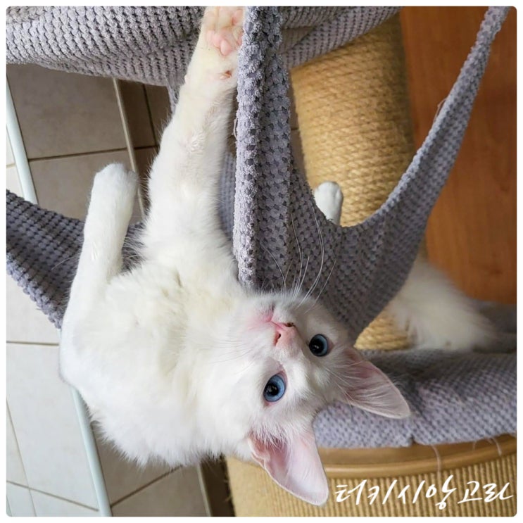  터키시앙고라 포토, 렉돌 고양이 품종과 성격 기본정보 비교해 보기