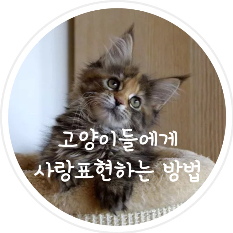  고양이들에게 사랑을 표현하는 10가지 방법