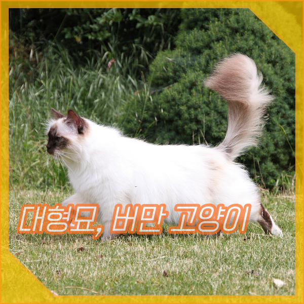 대형묘 버만 고양이 품종 성격, 특징, 샴고양이와 다른 점