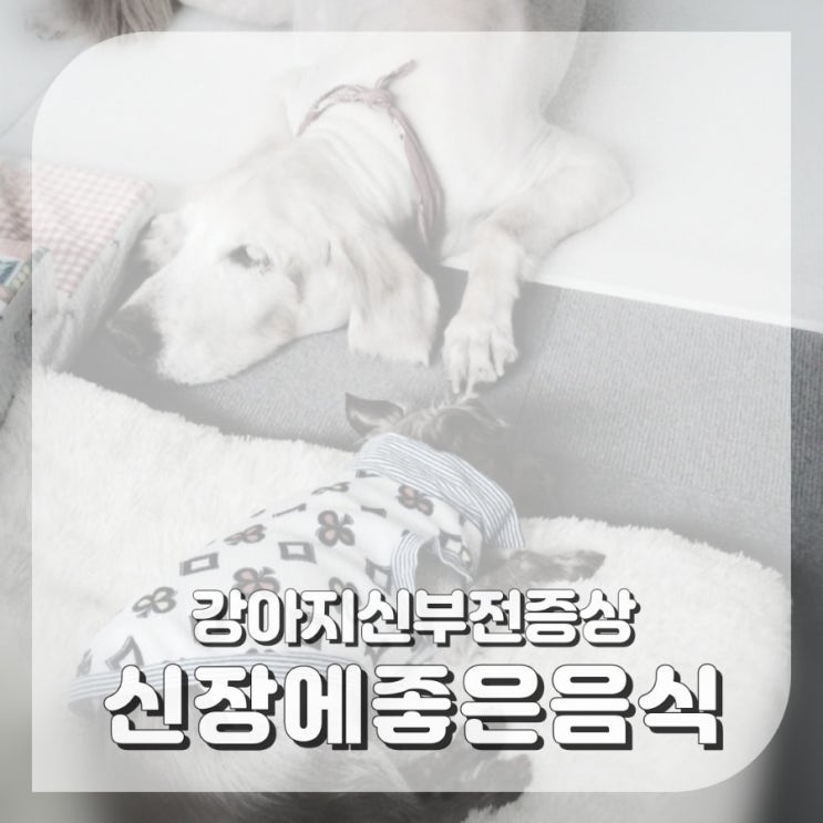  강아지 신장에 좋은 음식 신부전 증상 예방