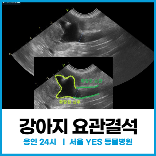  [외과] 강아지요로결석, 요관결석 치료사례 ( 용인, 분당, 동탄 )