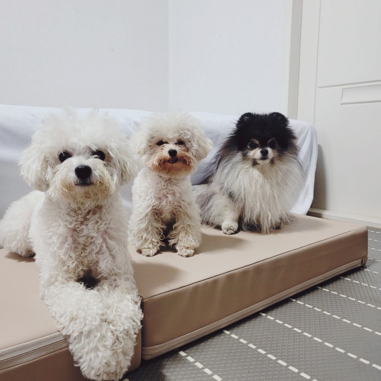 강아지 계단 추천 애니코 쉼터 서포터 애견 침대 가능