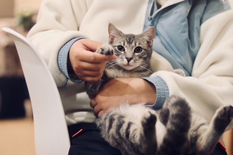 부르는 게 값? 반려동물 진료비 부담되네…보험가입률은? 부르는 게 값? 반려동물 진료비 부담되네…보험가입률은?