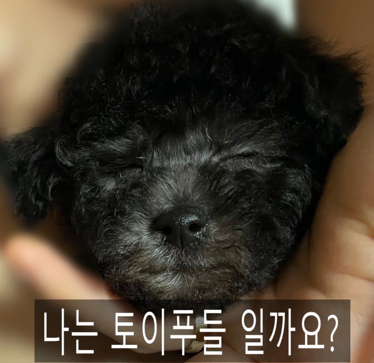  [멍멍상식1] 잠깐! 토이푸들 분양 시 꿀 TIP