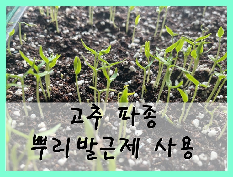  Ep21 : 고추 파종하기/ 뿌리 발근제 섞은 물 주기