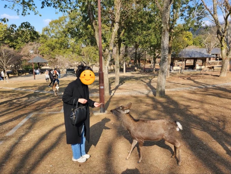  #7 (D+267) 내가 살던 그곳, 오사카 여행 다녀오기 (4일차) - 오사카 근교, 나라 사슴 공원, 토다이지(동대사), 다시 집으로.