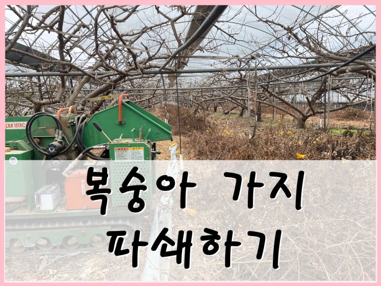  Ep20 : 마을 이장님 복숭아 파쇄 알바다녀오기