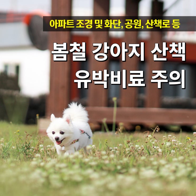  봄철 산책 강아지 유박비료 불청객 주의보