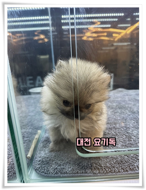  당진애견분양 계획을 세워보기로 했어요