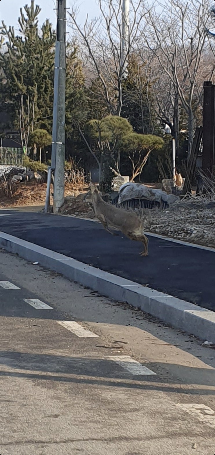  김포 고촌 고라니