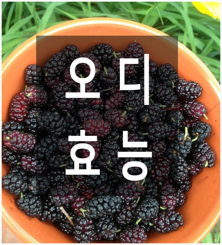  오디즙 효능, 탈모에 좋은 차 추천