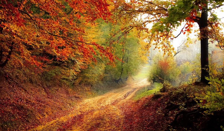 도로 숲 떨어지다 가을 계절 잎 나무 길 자취 풍경 자연 안개