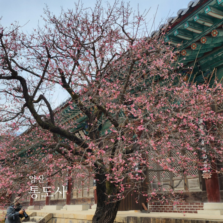  봄의시작을 알리는 통도사 홍매화 개화시작/양산 가볼만한곳
