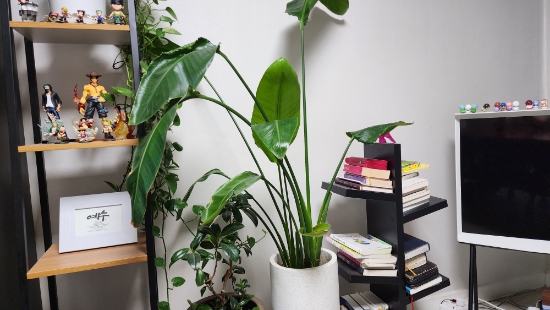 책과 함께 하는 독서 생활이 요즘 그냥 좋다 친구와 스승 또 다른 인맥이 형성이 된 것 같다 (독서 하와이 낙서장) 책과 함께 하는 독서 생활이 요즘 그냥 좋다 친구와 스승 또 다른 인맥이 형성이 된 것 같다 (독서 하와이 낙서장)