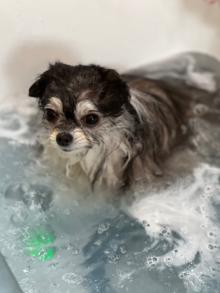 강아지 목욕주기 2개월 아기 강아지 첫 목욕은?