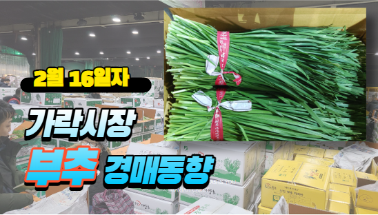  [경매사 일일보고] 2월 16일자 가락시장 "부추" 경매동향을 살펴보겠습니다!