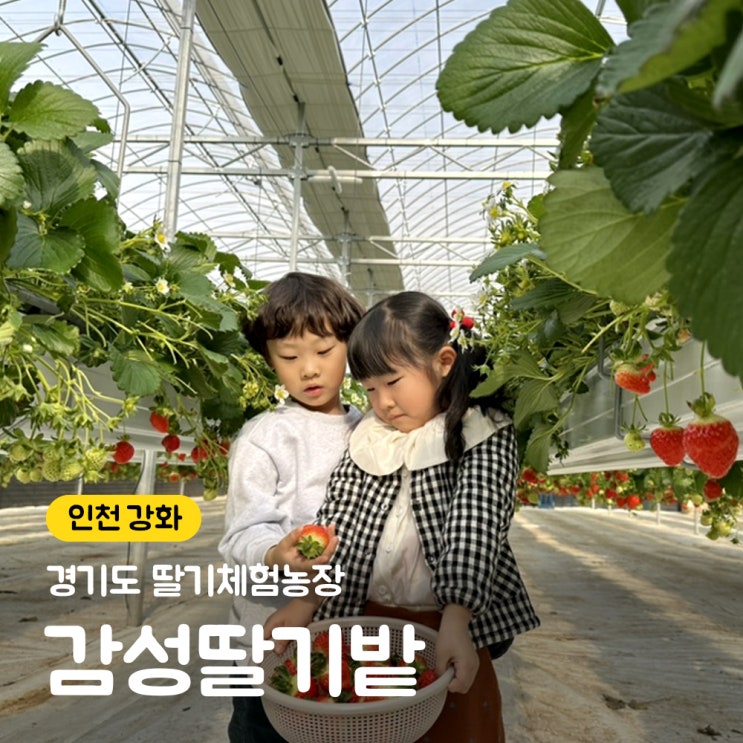 강화도 딸기체험농장 팜크닉 감성딸기밭 금액 및 놀거리, 장단점 정보. 강화도 딸기체험농장 팜크닉 감성딸기밭 금액 및 놀거리, 장단점 정보.