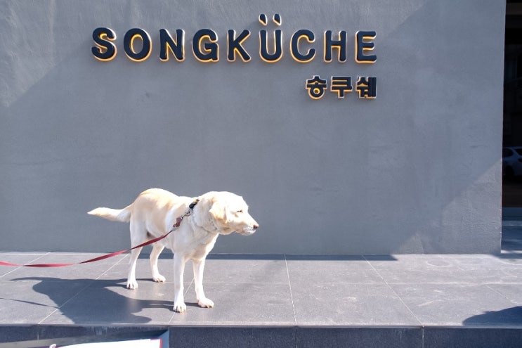  제주 현지인 추천 제주 도청 맛집 제주 애견동반 식당 찾을 땐 송쿠쉐