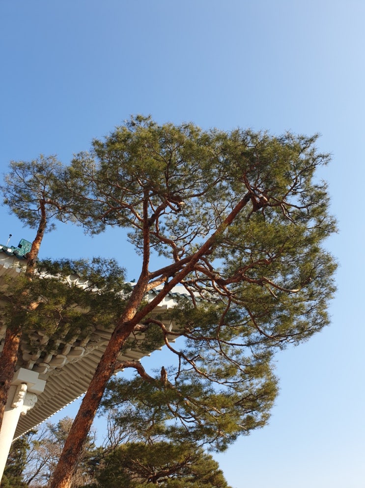 서울 갈만한 곳 청와대 관람 예약 관람시간 본관 관저 서울 갈만한 곳 청와대 관람 예약 관람시간 본관 관저