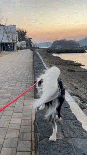  꼬리가 풍성한 강아지, 깃발을 높이 들어라