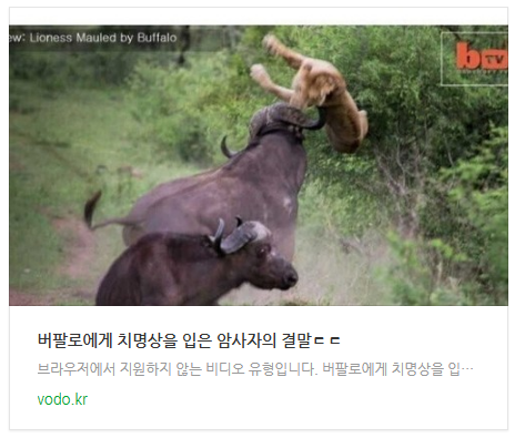 버팔로에게 치명상을 입은 암사자의 결말ㄷㄷ 버팔로에게 치명상을 입은 암사자의 결말ㄷㄷ