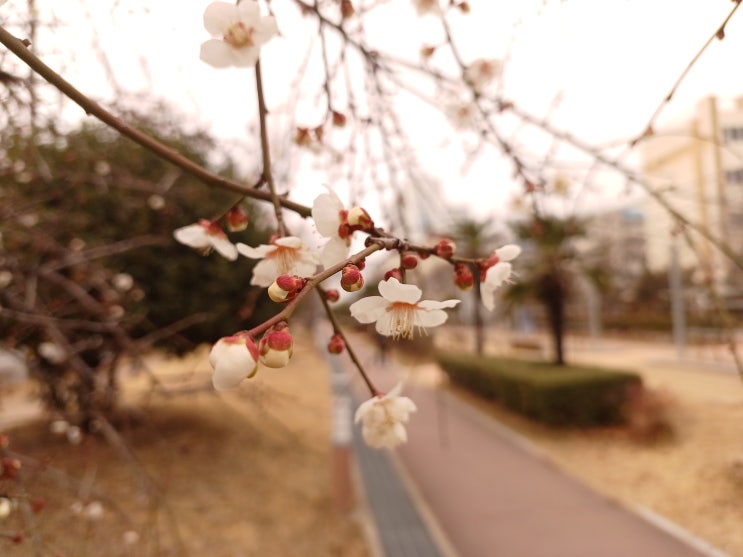  봄꽃