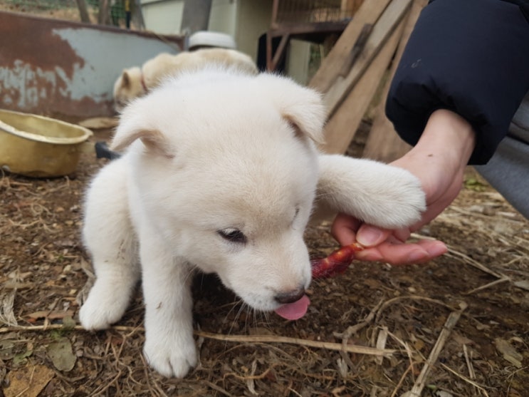  친정집 강아지 용이
